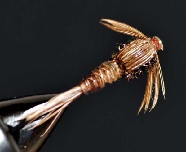 画像2: UMPQUAアンプカ・フェザントテイル (2)