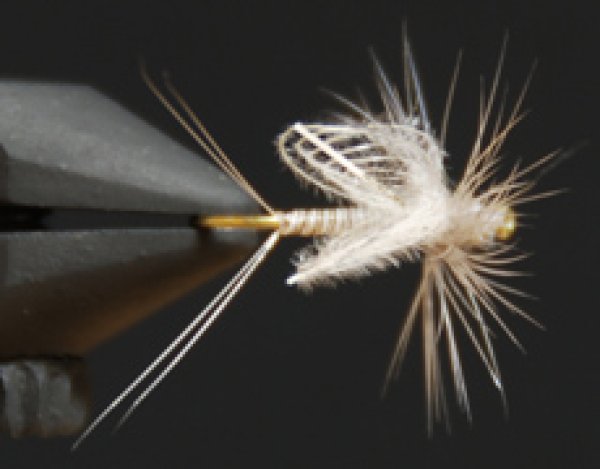 CDCカリベイティス・ダン