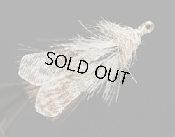 スケーティング・ヒゲナガアダルト