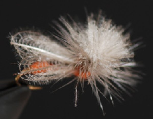 パラスピナーCDCウィング・ルーファス