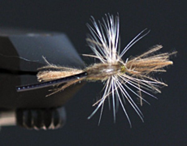 ハンプバック・クリップルBWO