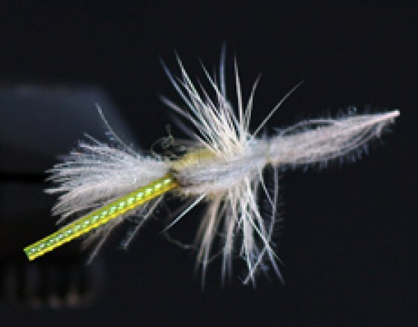 ハンプバック・クリップルPMD