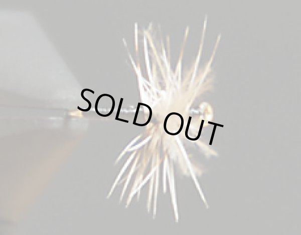 ミッジアダルト・ブラック