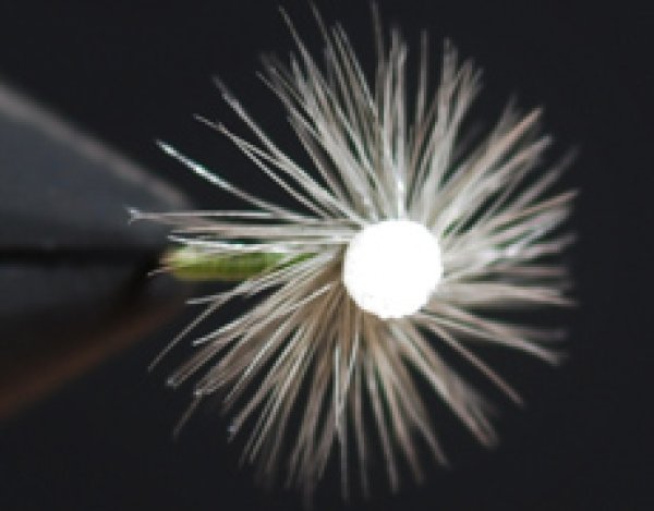 スプラウトミッジ・オリーブ