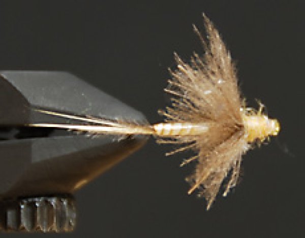 CDCバイオットダン・カリベイティス