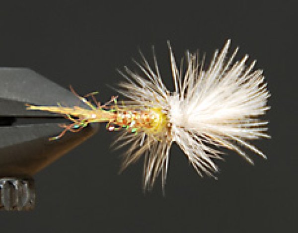 D&DクリップルPMD