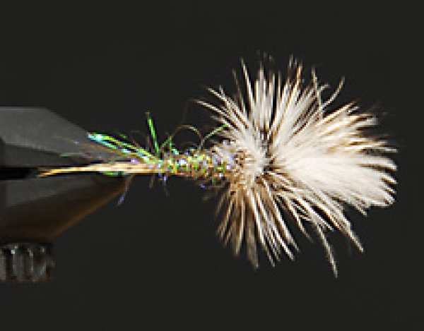 D&Dクリップル・カリベイティス