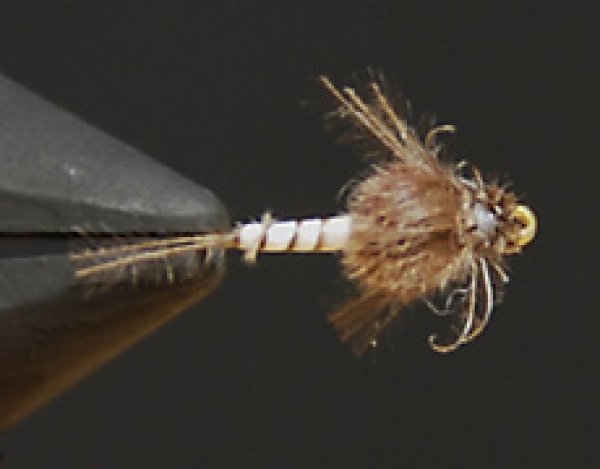 CDCイマージングミッジダークダン