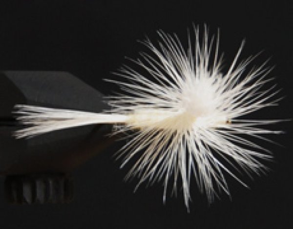 ライトケイヒル・パラシュート