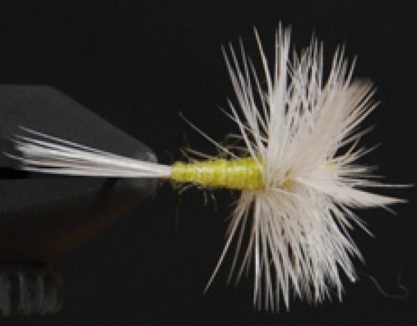 ペールイブニングダン