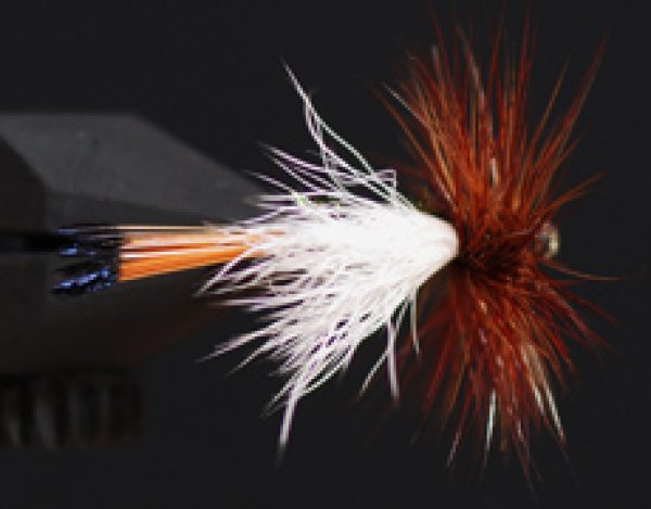 ロイヤルトルード