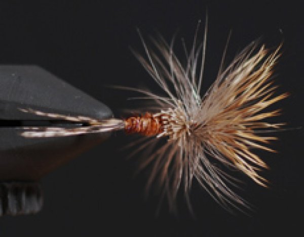 マーチブラウン・クリップル