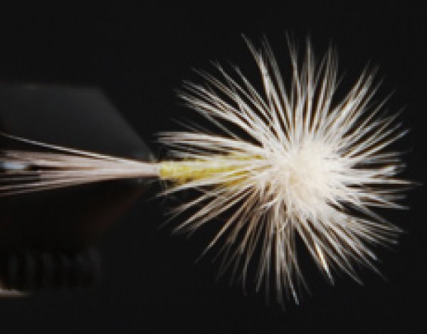 ペールイブニングダン・パラシュート