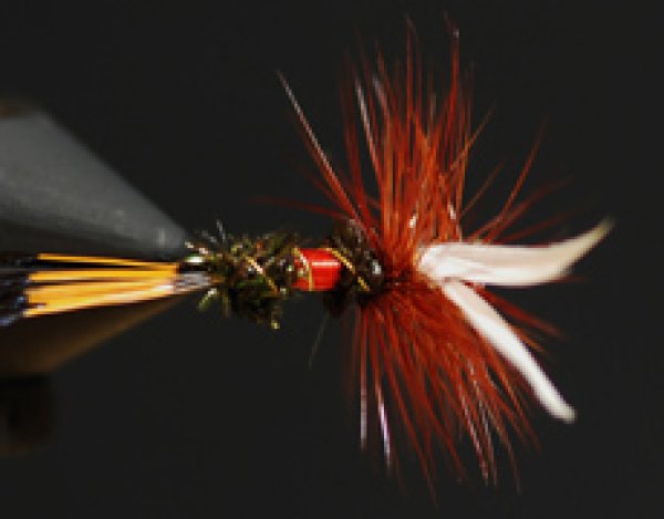 ロイヤルコーチマン